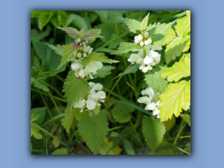 white dead-nettle.jpg